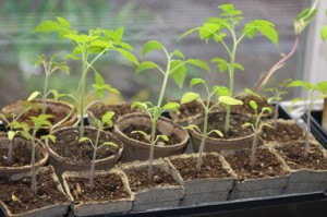 Как правильно вырастить рассаду помидор: советы дачникам