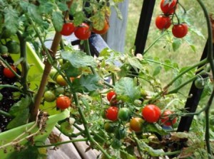 Как вырастить помидоры правильно