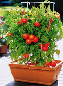 Как вырастить помидоры правильно
