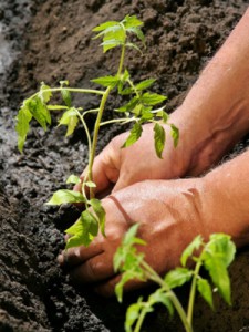 Как вырастить помидоры в теплице: подготовка земли и уход за культурой