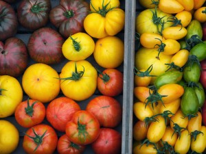 Как вырастить хороший урожай помидор: правильный уход за растением