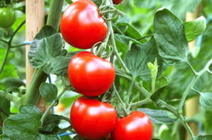 Как вырастить помидоры в теплице: подготовка земли и уход за культурой