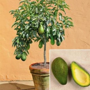 Дерево авокадо, его плоды и семя