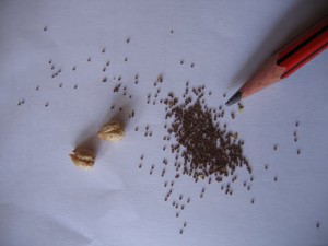 Семена петуньи