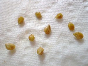 Семена на пропитанной салфетке