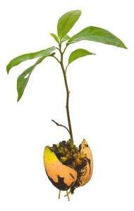 Выращивание авокадо
