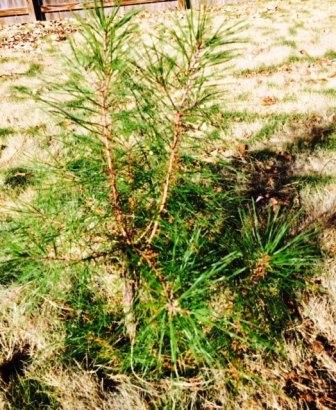 Посадили ёлку в саду